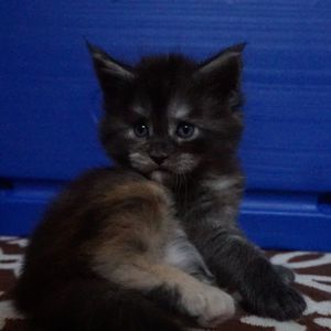 Meet your Posher, Elva